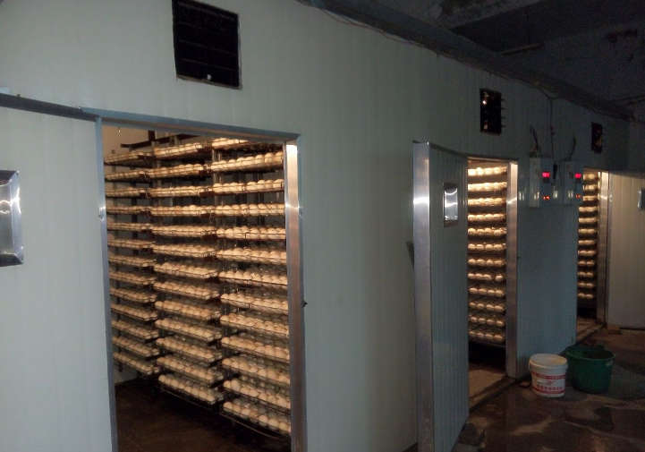 4,孵化过程中受到大肠杆菌的污染:主要是由于孵化箱消毒不严格种蛋被