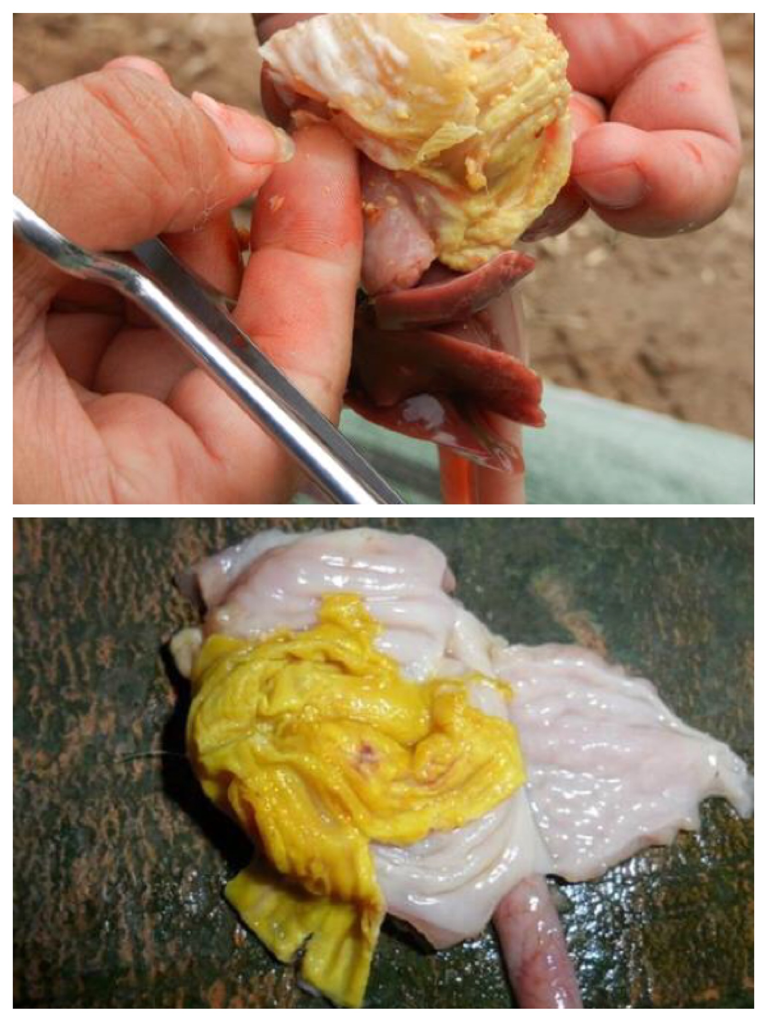 佰牧案例分享:腺胃炎该怎么办?